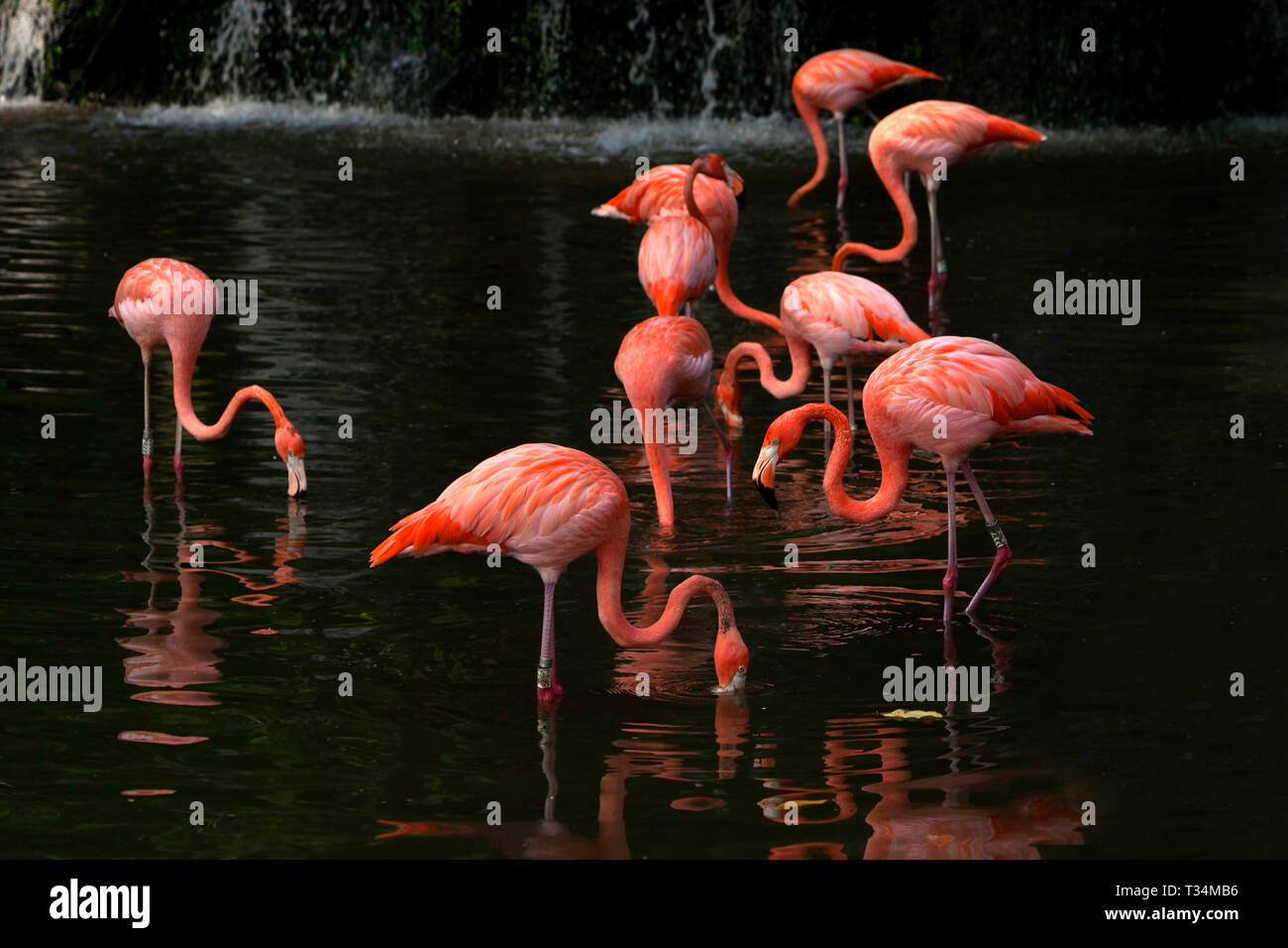 Flamingoes debout dans un lac, Singapour Banque D'Images