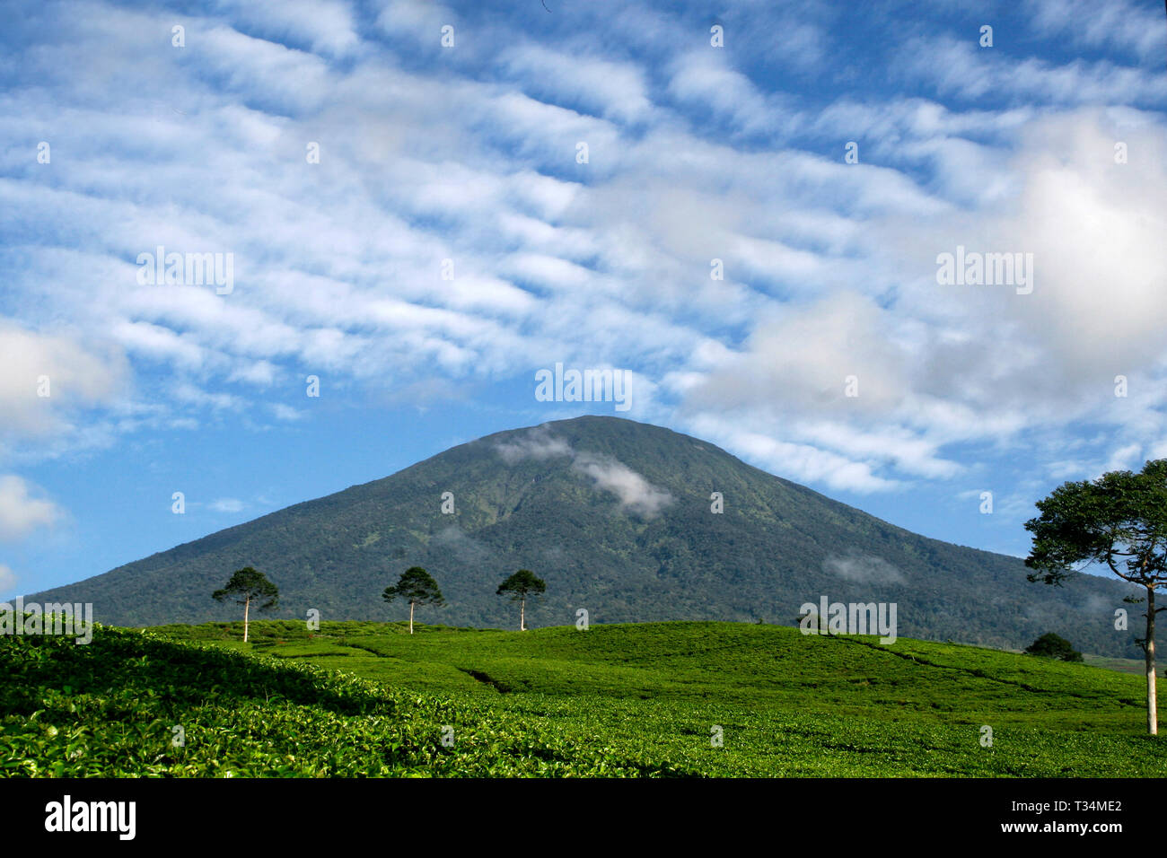 Mont Dempo et la plantation de thé, Pagar Alam, au sud de Sumatra, Indonésie Banque D'Images Mont Dempo et la plantation de thé, Pagar Alam, au sud de Sumatra, Indonésie Banque D'Images