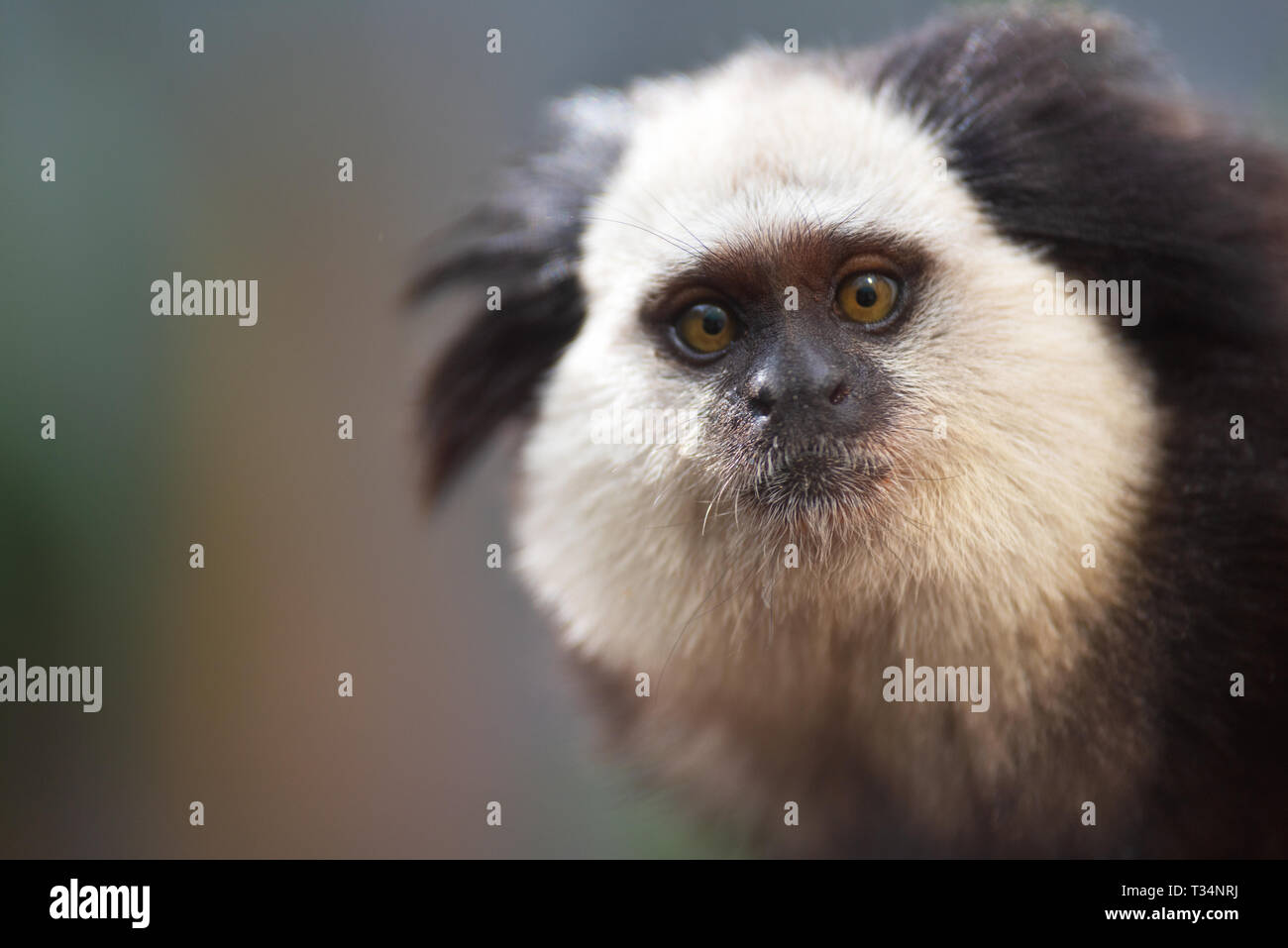 Portrait d'un drôle de petit singe ouistiti touffetée noir , Callithrix penicillata. Banque D'Images