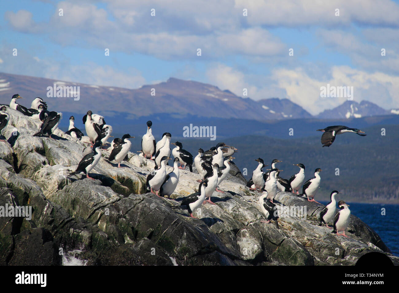 Une colonie d'Imperial shag (Leucocarbo atriceps), Tierra del Fuego, Argentina Banque D'Images