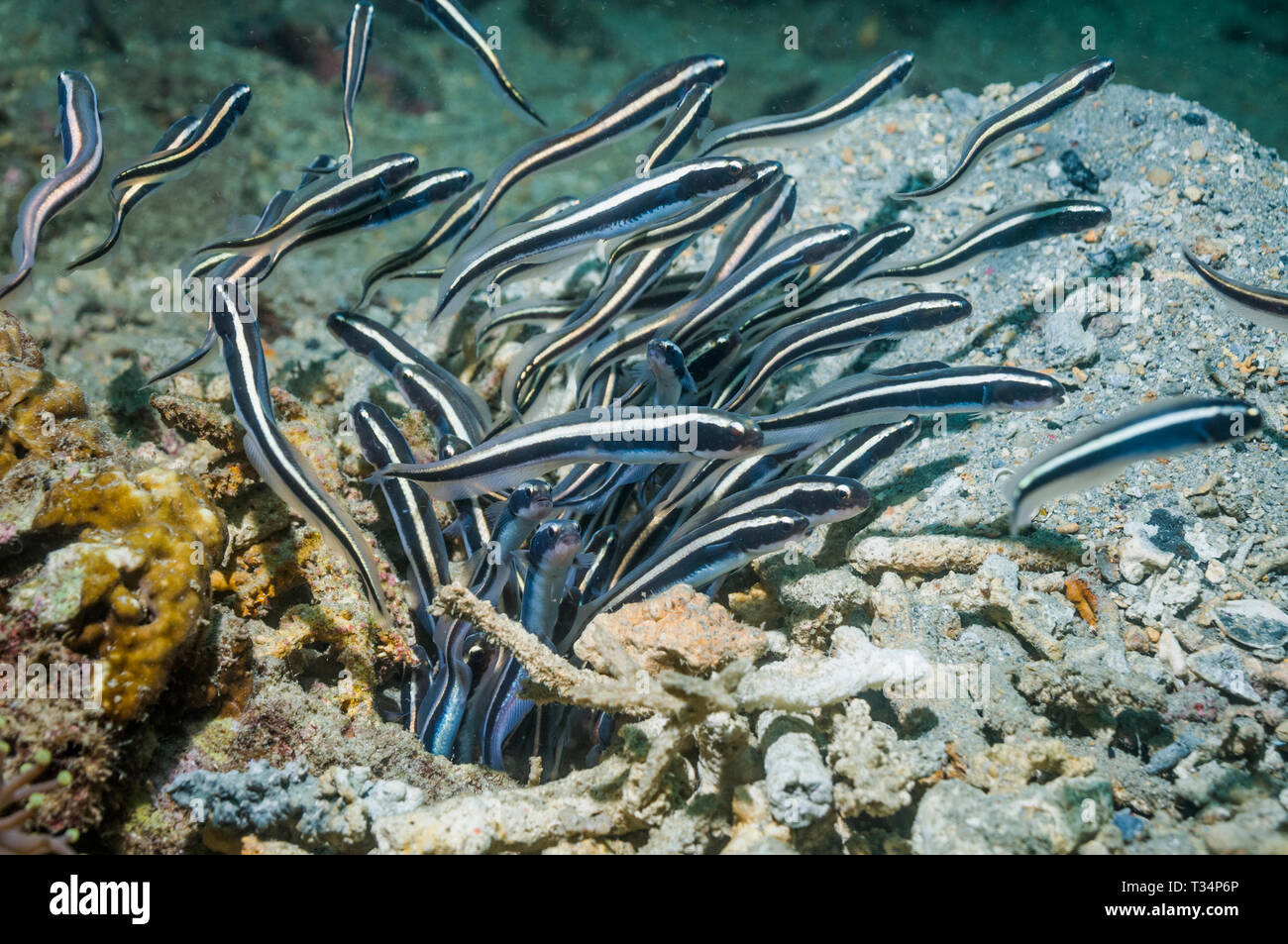 [Pholidichthys leucotaenia blennies condamné] mineurs sortant de terrier. La Papouasie-Nouvelle-Guinée Banque D'Images