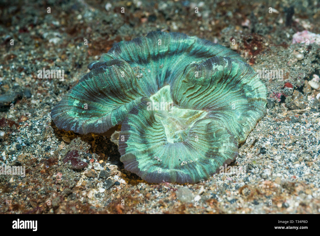 Corail cerveau ouvert (Trachyphyllia geoffroyi). Détroit de Lembeh, au nord de Sulawesi, Indonésie. Banque D'Images