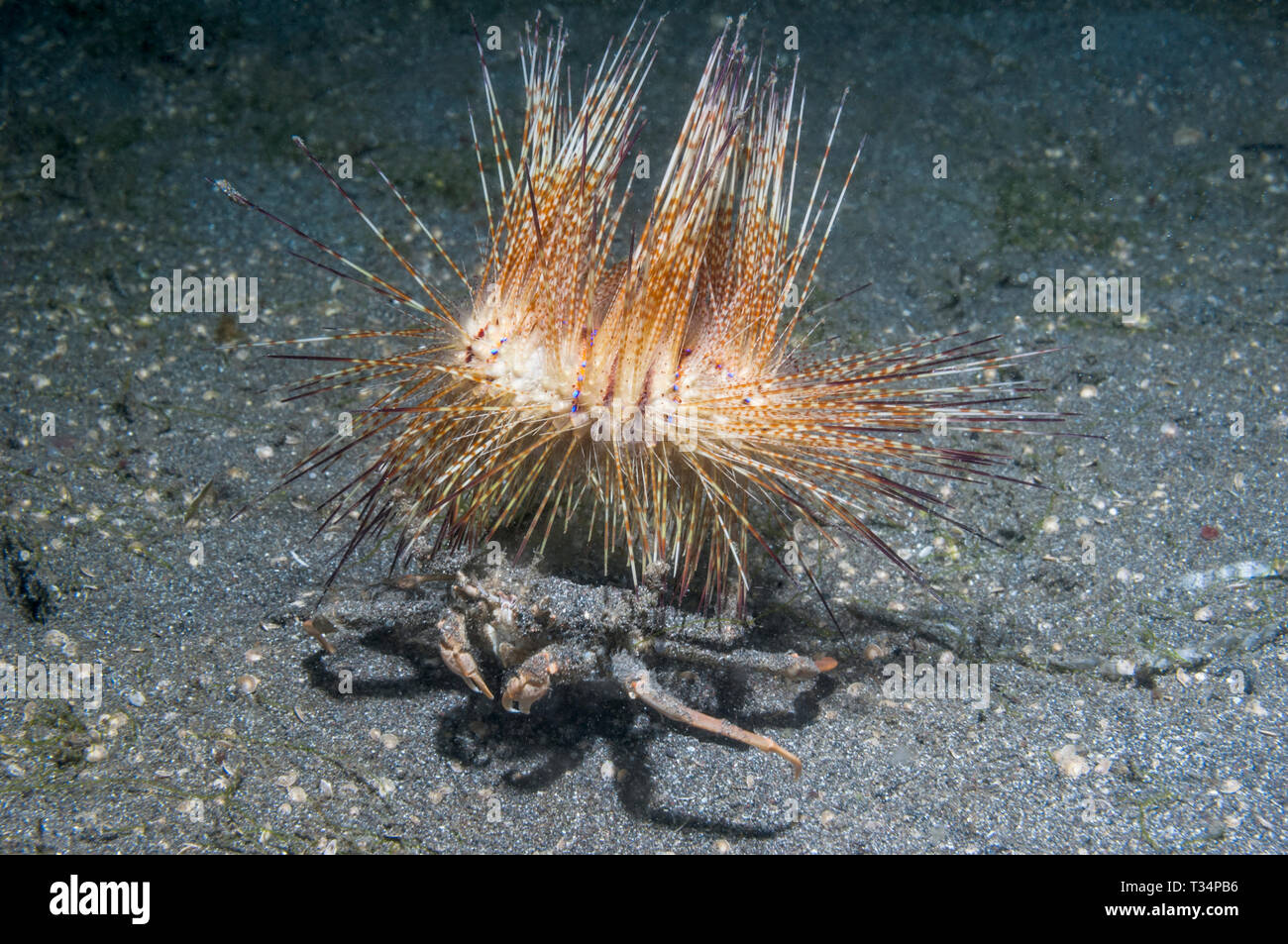 [Crabe oursin Dorippe frascone] portant un oursin de feu [Astropyge radiata] comme la protection contre les prédateurs. Détroit de Lembeh, au nord de Sulawesi, Indonésie. Banque D'Images