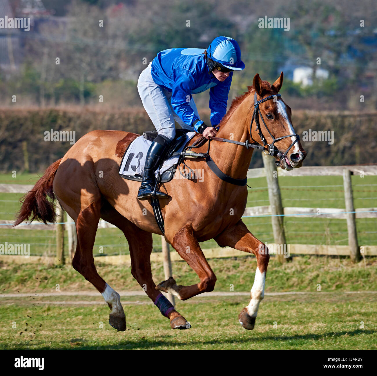 Horse and jockey en plein galop durant un point-à-point cas Banque D'Images