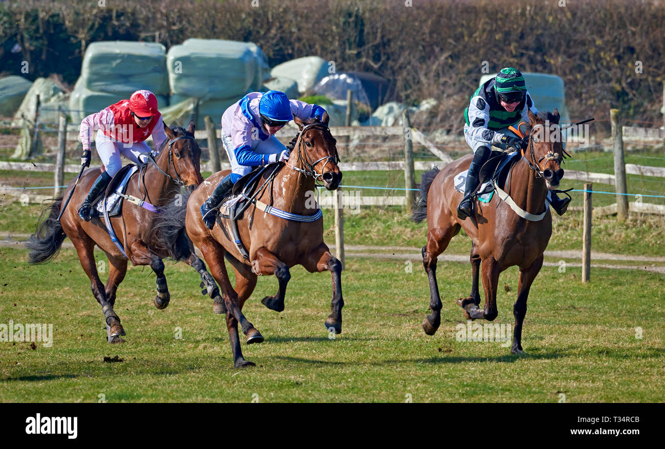 Trois chevaux et jockeys en plein galop durant un point-à-point cas Banque D'Images