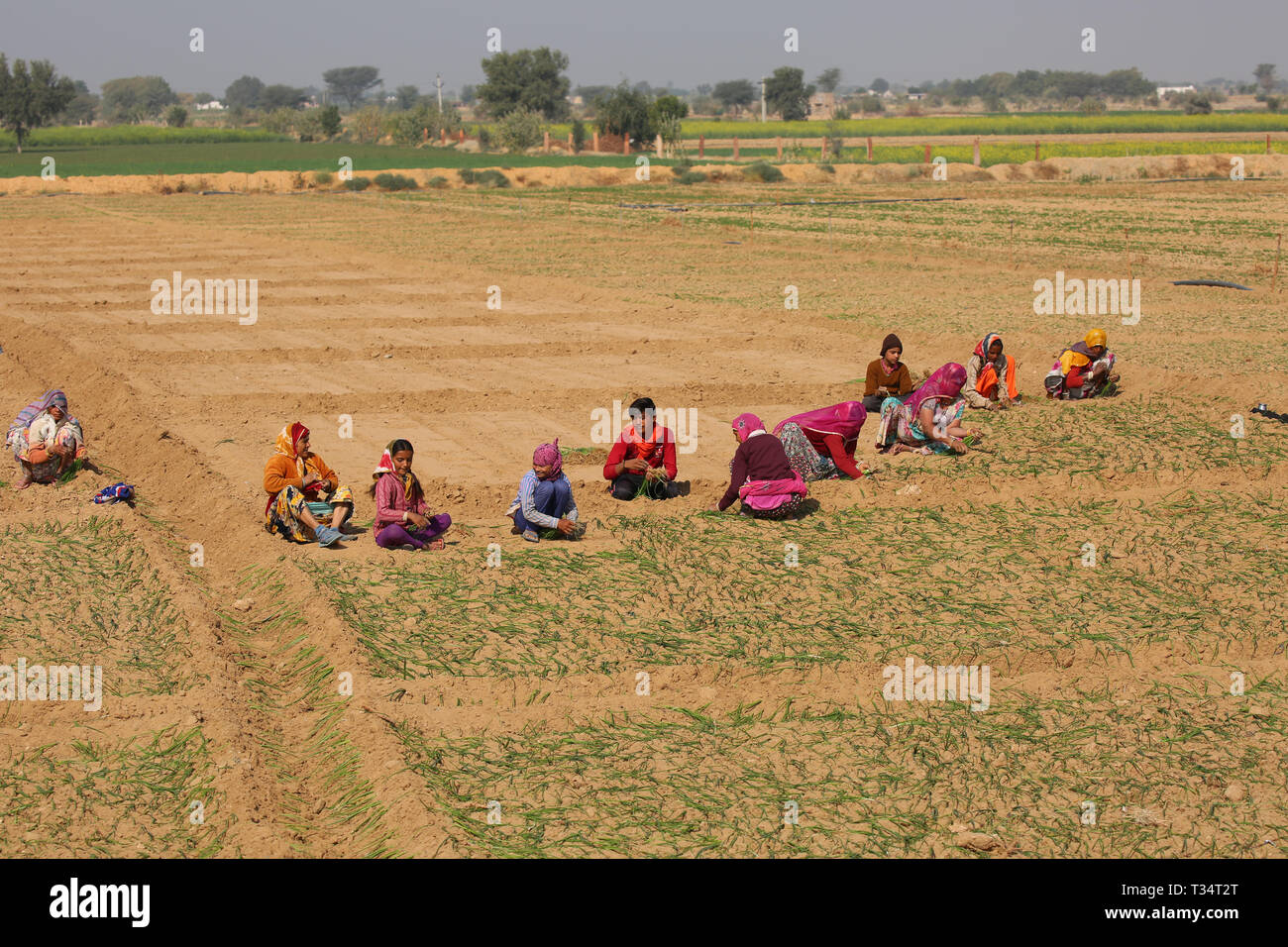 Les agriculteurs indiens travaillant dans le domaine de paysage - Rajasthan - Inde l'Agriculture Banque D'Images