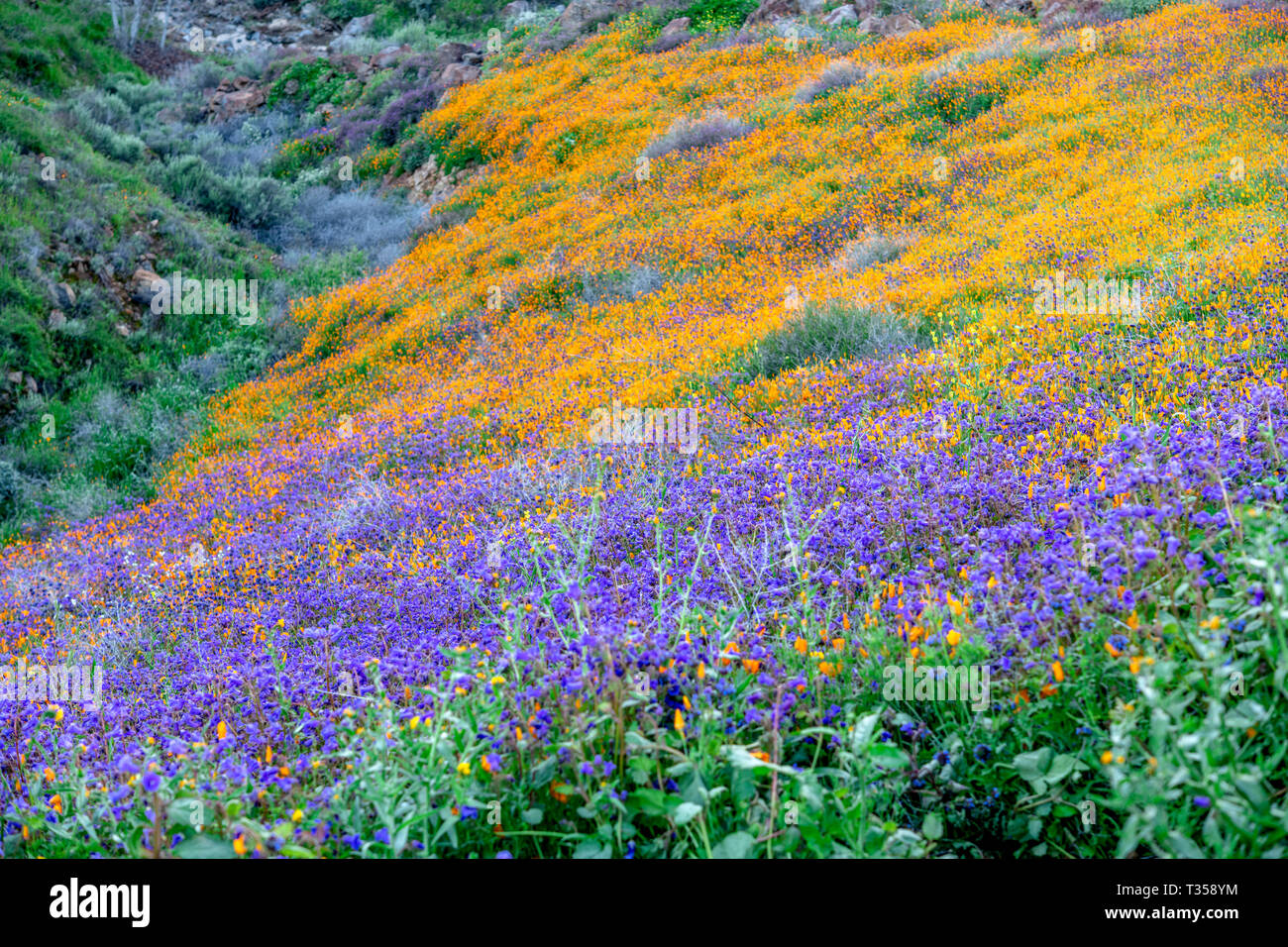 En fleurs coquelicots dynamique sur une colline à Lake Elsinore de rebondir vers la douce brise au cours d'une journée lumineuse. Banque D'Images