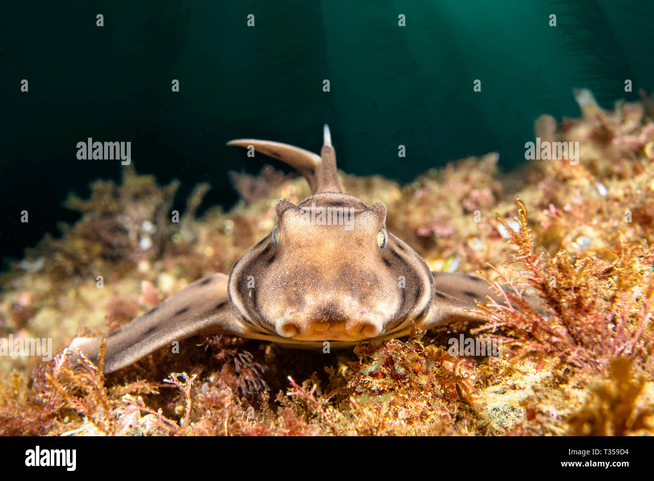 Un requin de l'avertisseur sonore sur un récif dans un lit de varech de la Californie qu'il incombe à ma caméra fixe Banque D'Images