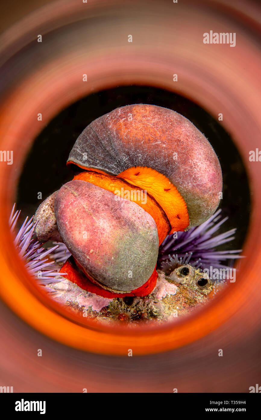 Deux portées Norris haut escargots l'accouplement avec un tube magique pour capturer les reflets de la couleur des animaux dès la sortie de l'appareil photo. Banque D'Images