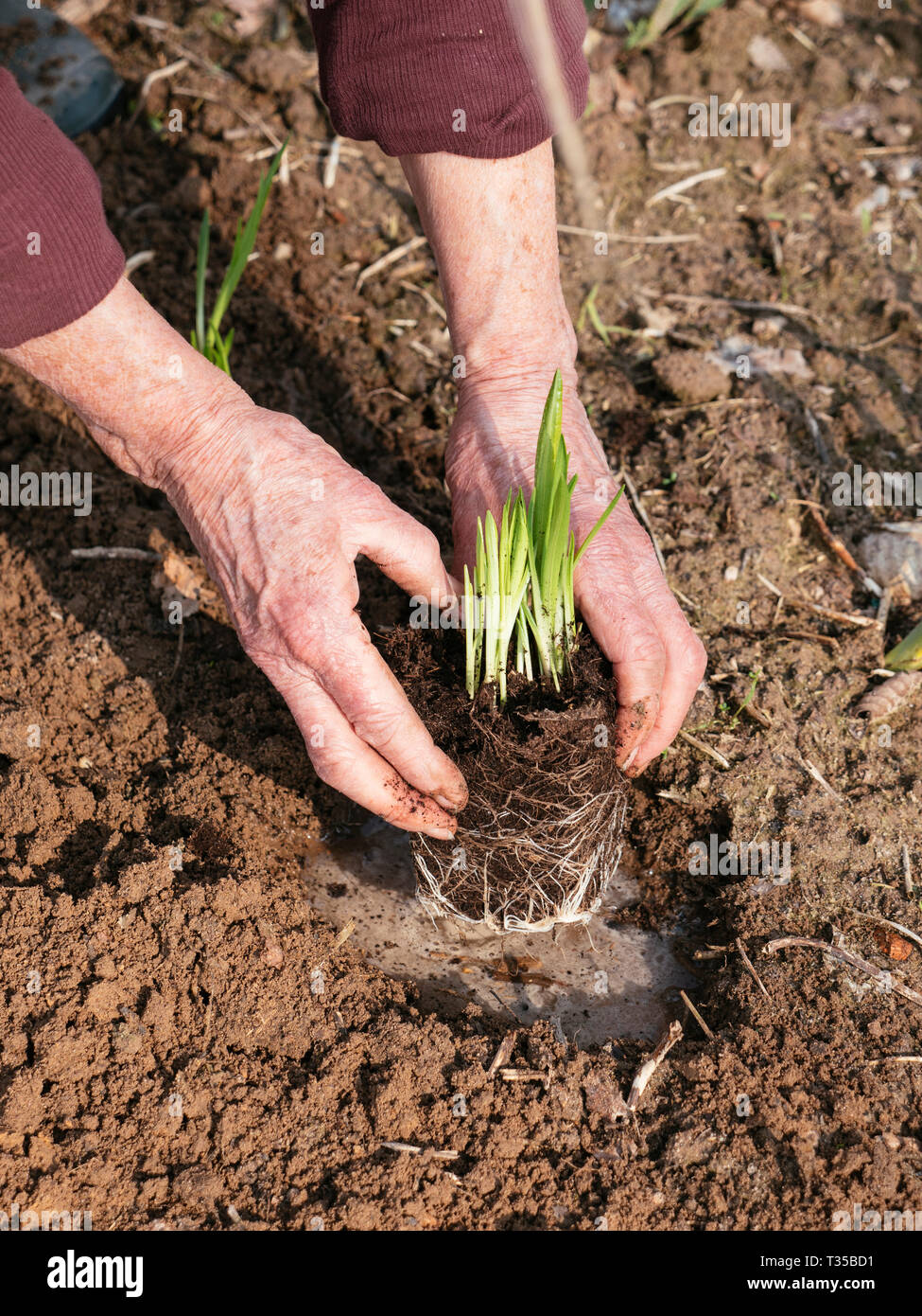 La plantation jardinier Liatris spicata var. Kobold. Banque D'Images