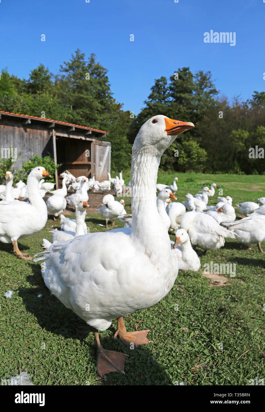 Les oies blanches dans une ferme Banque D'Images