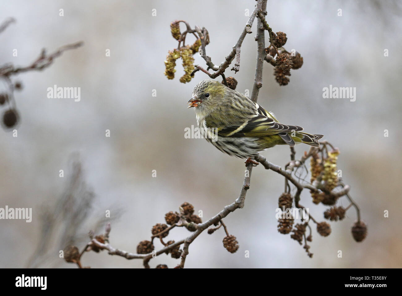 Eurasian Siskin Carduelis spinus, femme, se nourrissant de chatons d'Aulne Banque D'Images
