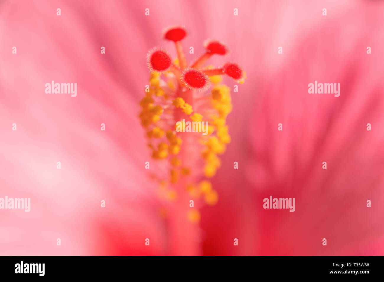 Hibiskus rose fleur exotique tropical arrière-plan flou. Close-up stock photo avec une faible profondeur de champ et la mise au point sélective. Banque D'Images