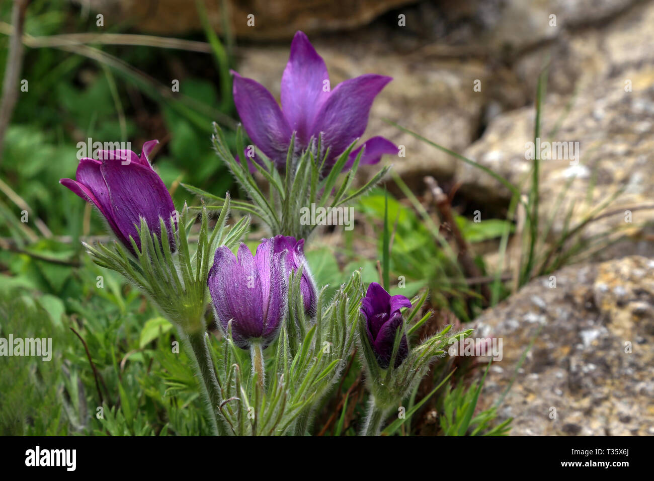 Belle fleur pourpre fluffy pasqueflower Pulsatilla patens Oriental. Banque D'Images
