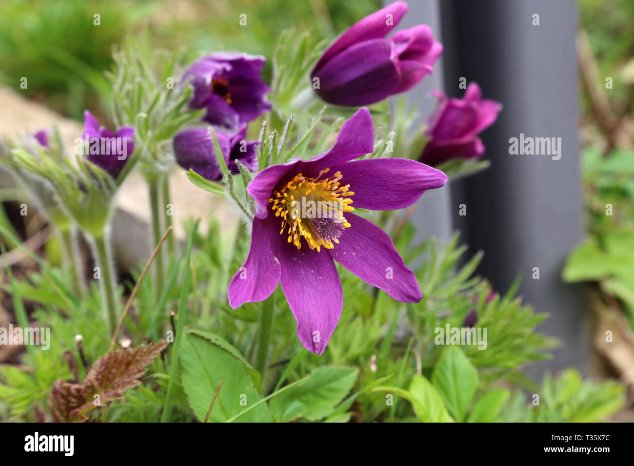 Belle fleur pourpre fluffy pasqueflower Pulsatilla patens Oriental. Banque D'Images