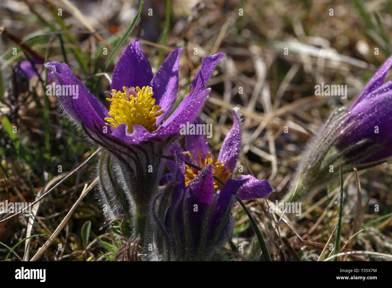 Belle fleur pourpre fluffy pasqueflower Pulsatilla patens Oriental. Banque D'Images