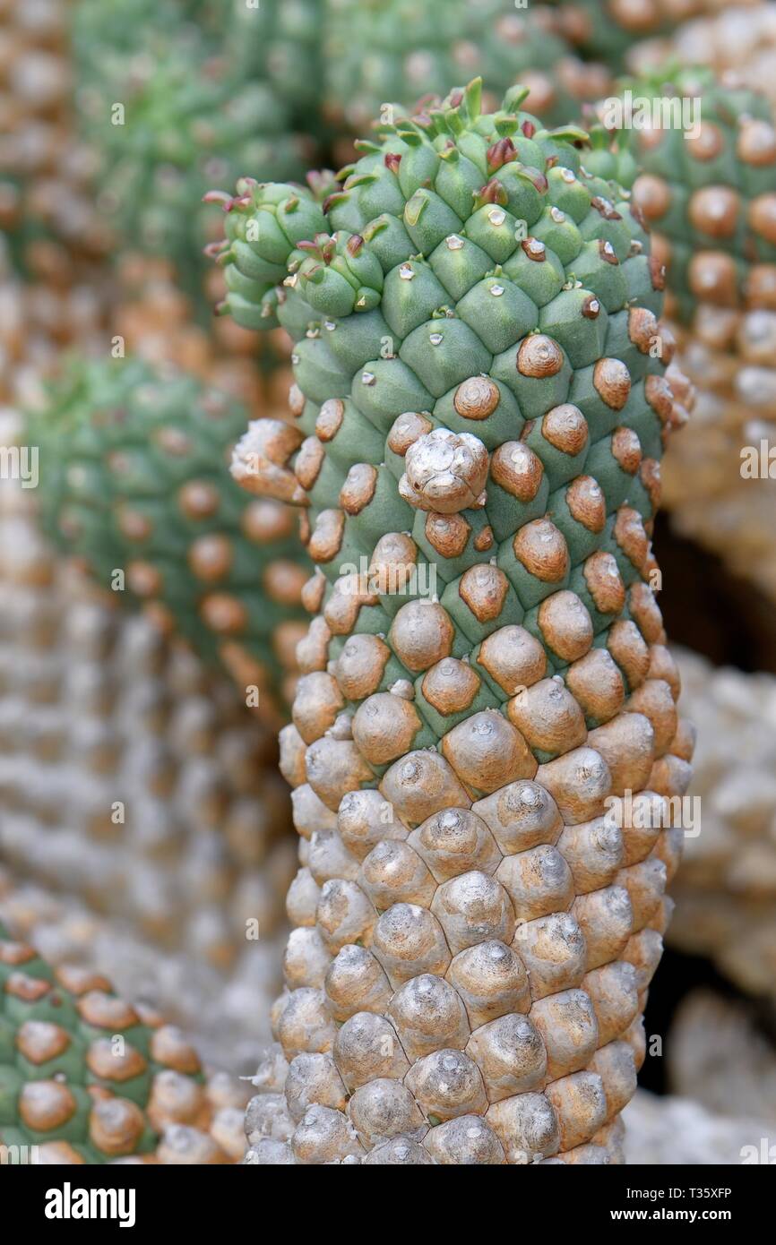 Euphorbia Euphorbia tuberculata 3 graines 