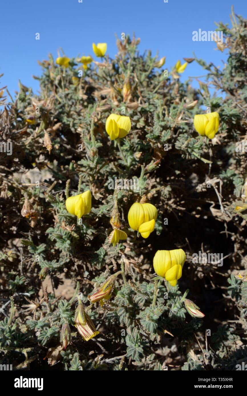 Restharrow jaune (Ononis natrix hesperia hesperia / Onis) floraison sur un promontoire côtier, Lanzarote, Canaries, février. Banque D'Images