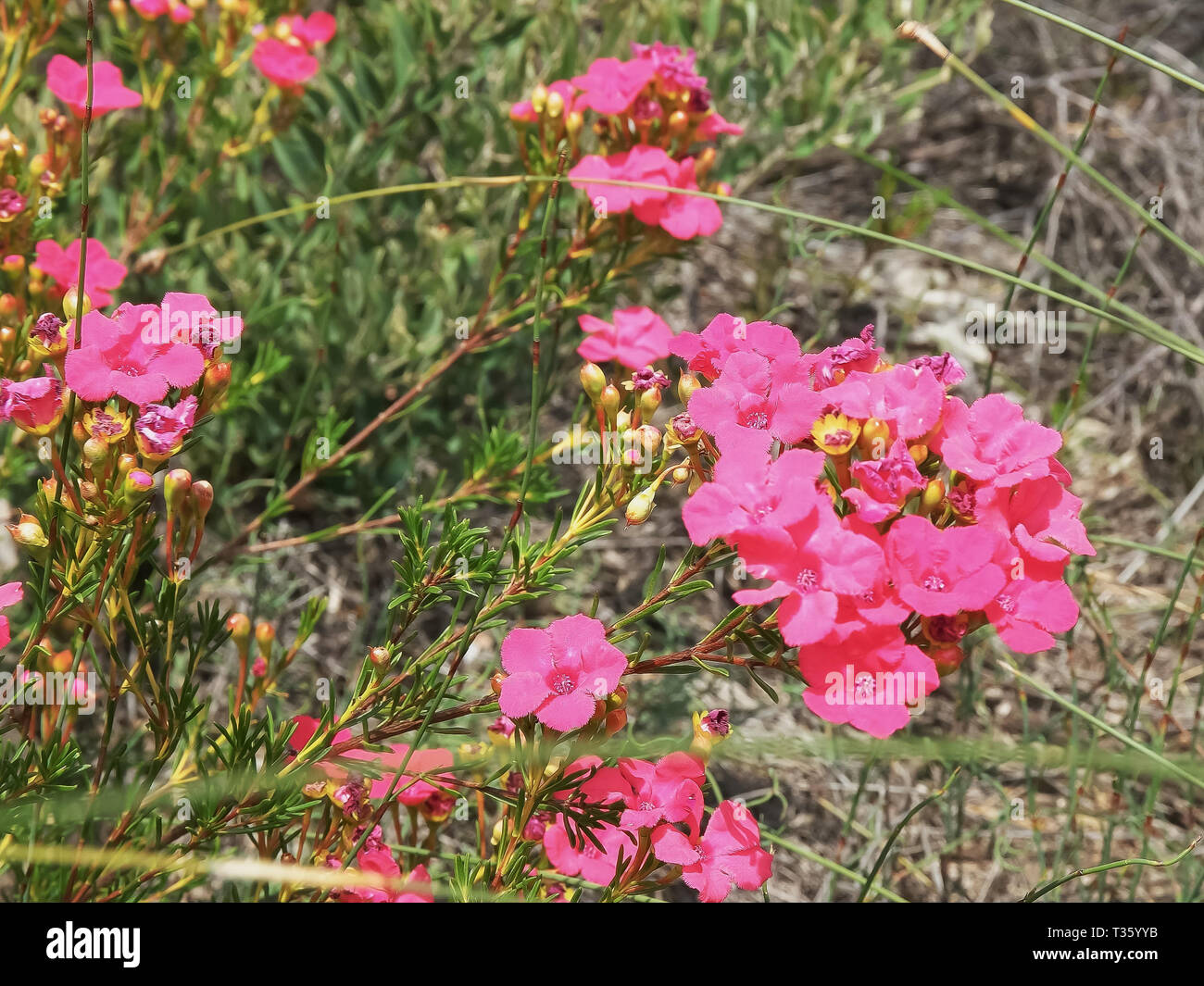 Près d'un arbuste de fleurs sauvages avec ses fleurs roses vives Banque D'Images