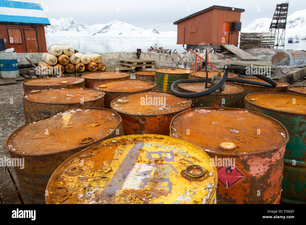 Manchots un vieux barils d'huile à Almirante Brown station à Neko Harbour dans la péninsule antarctique, Paradise Bay. Banque D'Images