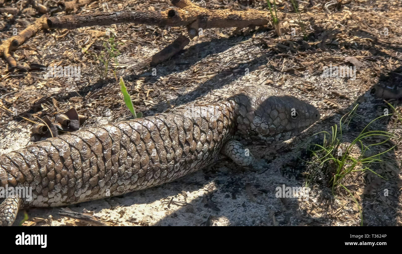 Western Australian shingleback lizard sur le terrain Banque D'Images