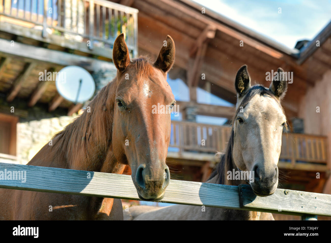 Deux têtes de chevaux derrière une clôture en face de maison en bois Banque D'Images