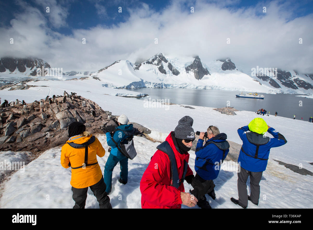 Gentto pingouins à Port Charcot, Wilhelm archipel, la péninsule Antarctique avec les touristes d'un navire de croisière antarctique. Banque D'Images