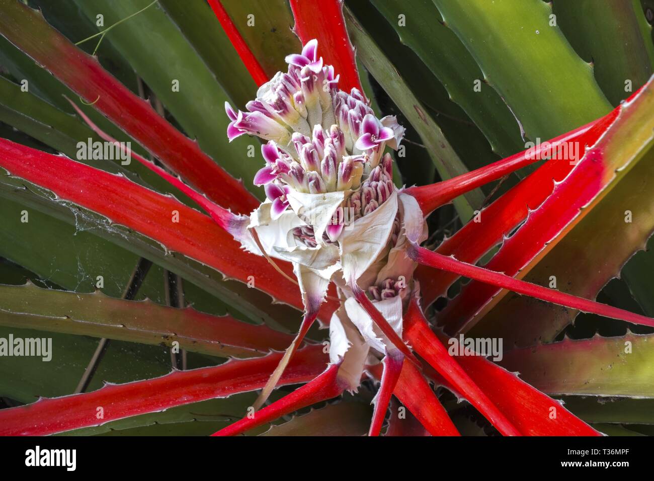 Soupe de végétal, une espèce du genre Soupe de fleurs tropicales colorées, Close up Macro dans la forêt tropicale près de Baracoa Cuba Banque D'Images