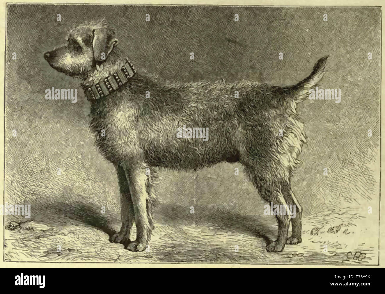 Thunder, un Bingley Terrier Banque D'Images