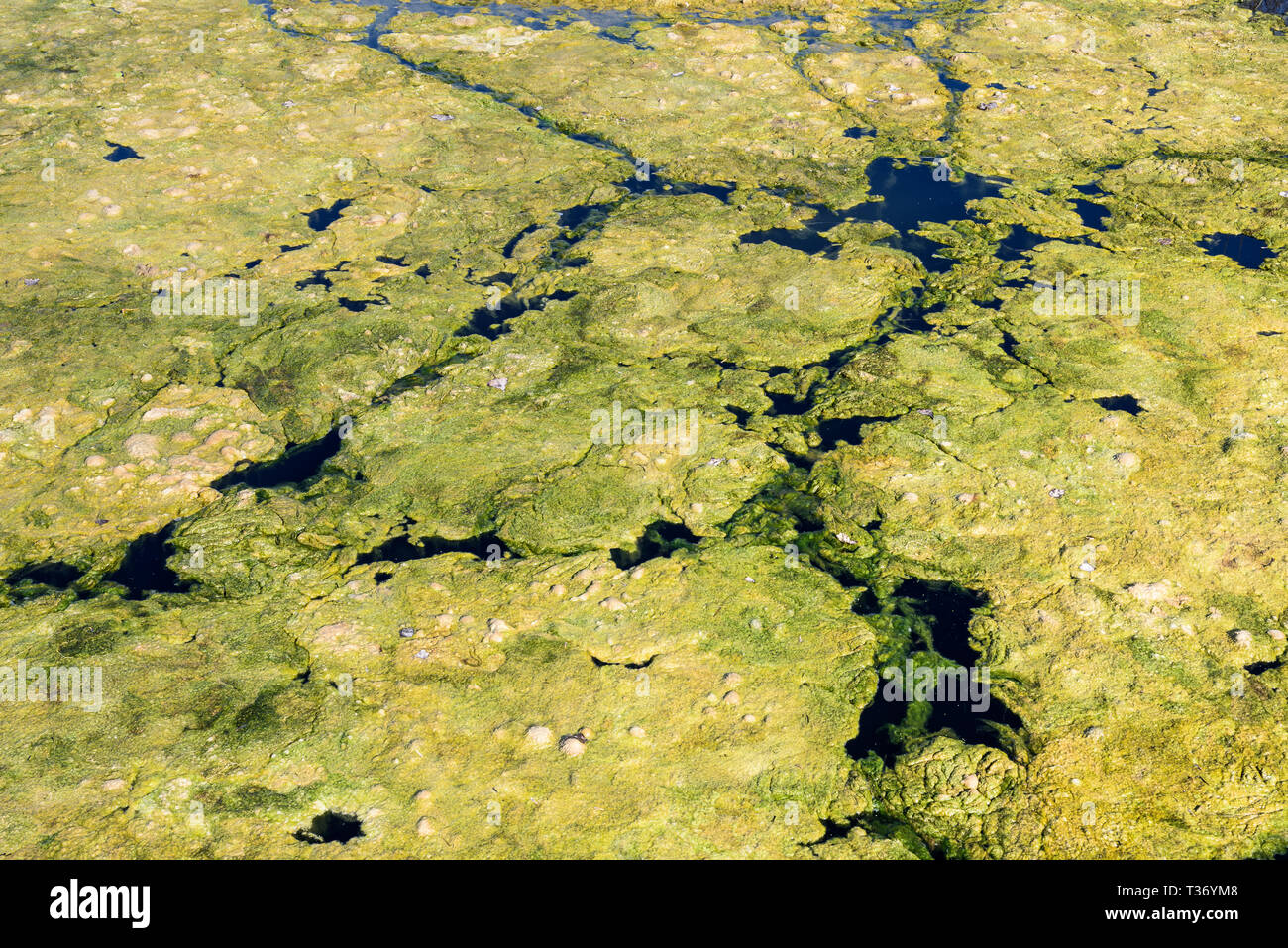 Fond de l'eau stagnante avec des algues. Les algues vertes sur la surface du lac. Cluster d'algues vertes. Banque D'Images