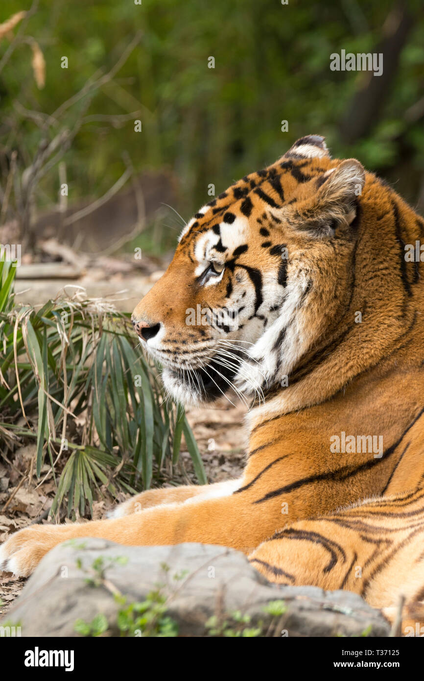 Tiger se reposant dans un zoo en italie Banque D'Images