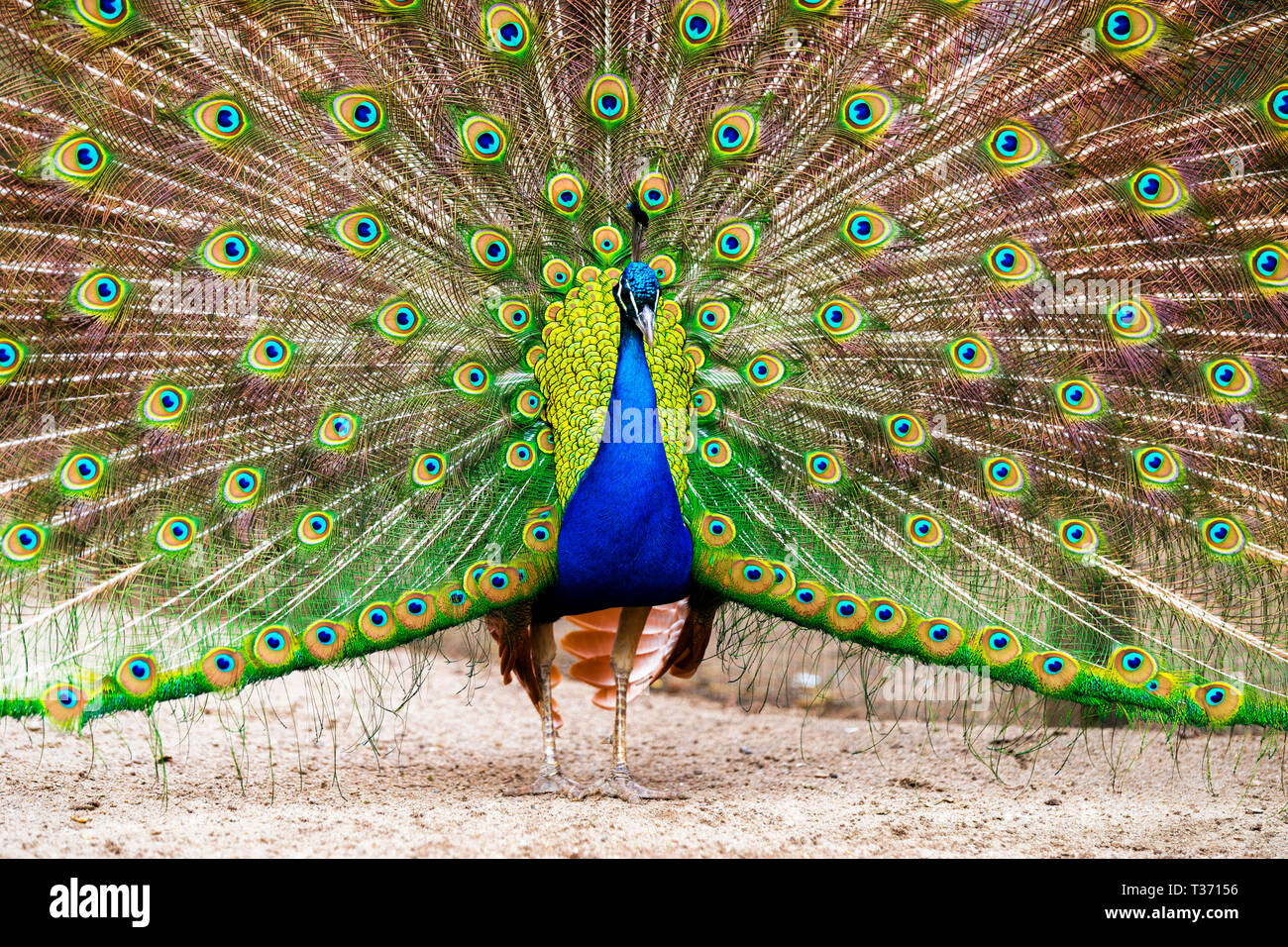 Oiseau paon avec ventilateur plein de plumes affichée. Banque D'Images