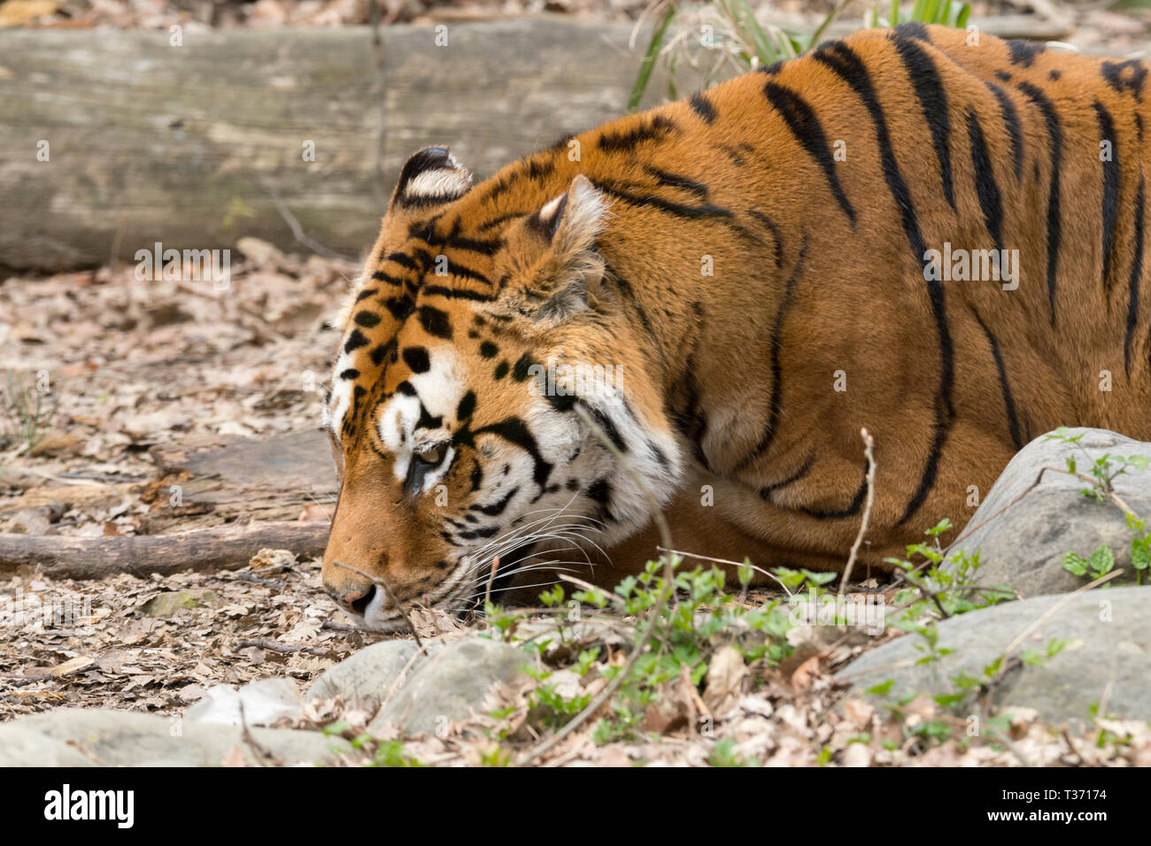 Tiger se reposant dans un zoo en italie Banque D'Images