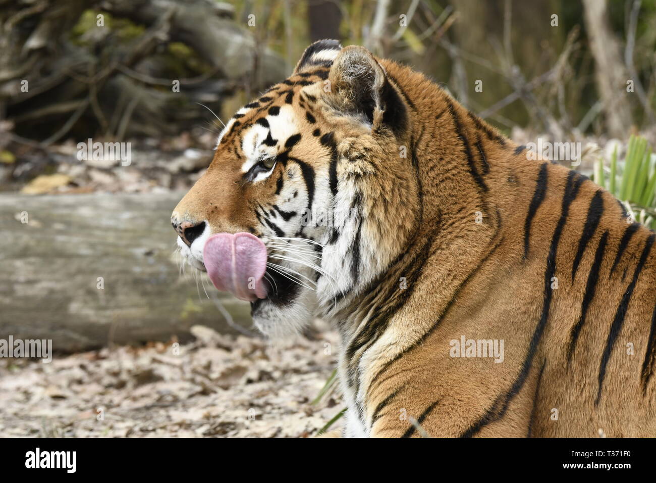 Tiger se reposant dans un zoo en italie Banque D'Images