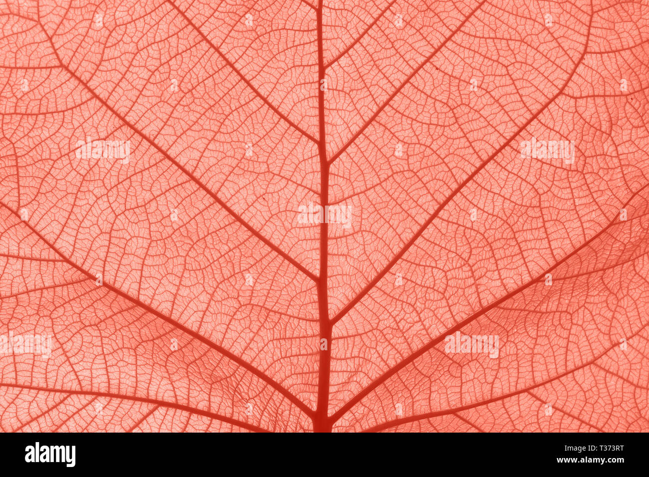 Extreme close up texture de fond de couleur rose corail tonique des nervures Banque D'Images