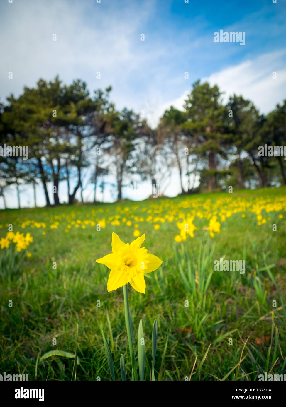 Un champ de jonquilles au début du printemps dans le parc Beacon Hill à Victoria, Colombie-Britannique, Canada. Banque D'Images