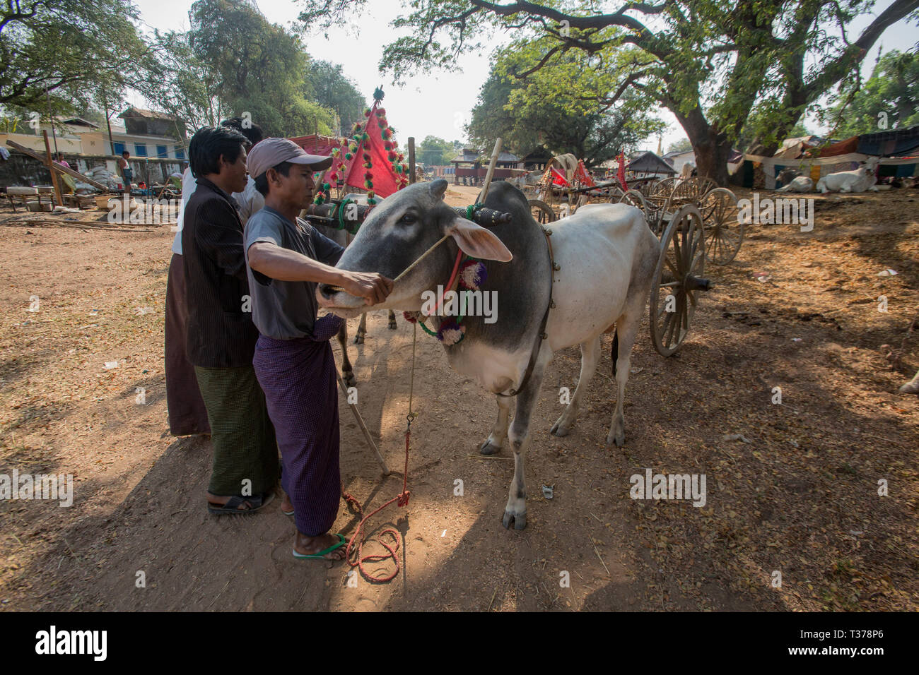 La préparation de l'homme birmane boeufs pour l'oxcart course sur le Vesak pleine lune festival pour célébrer l'anniversaire de Bouddha à la pagode Shwe Yin Maw, près de T Banque D'Images