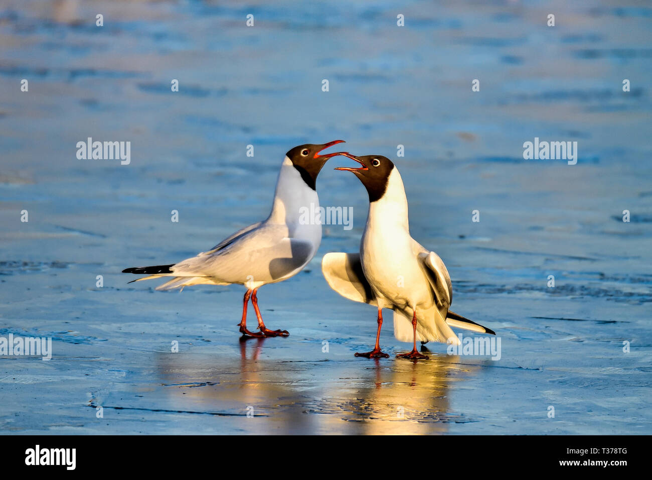 Le printemps arrive et Mouette couple sont le renforcement de la relation sur l'étang gelé. Banque D'Images