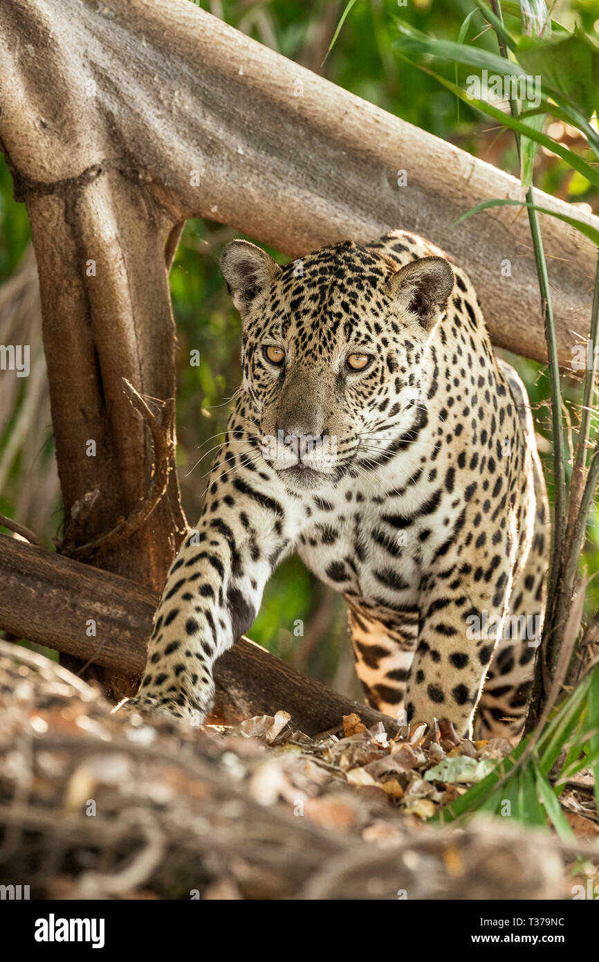 Jaguar, Panthera onca, Pantanal, Mato Grosso, Brésil Banque D'Images