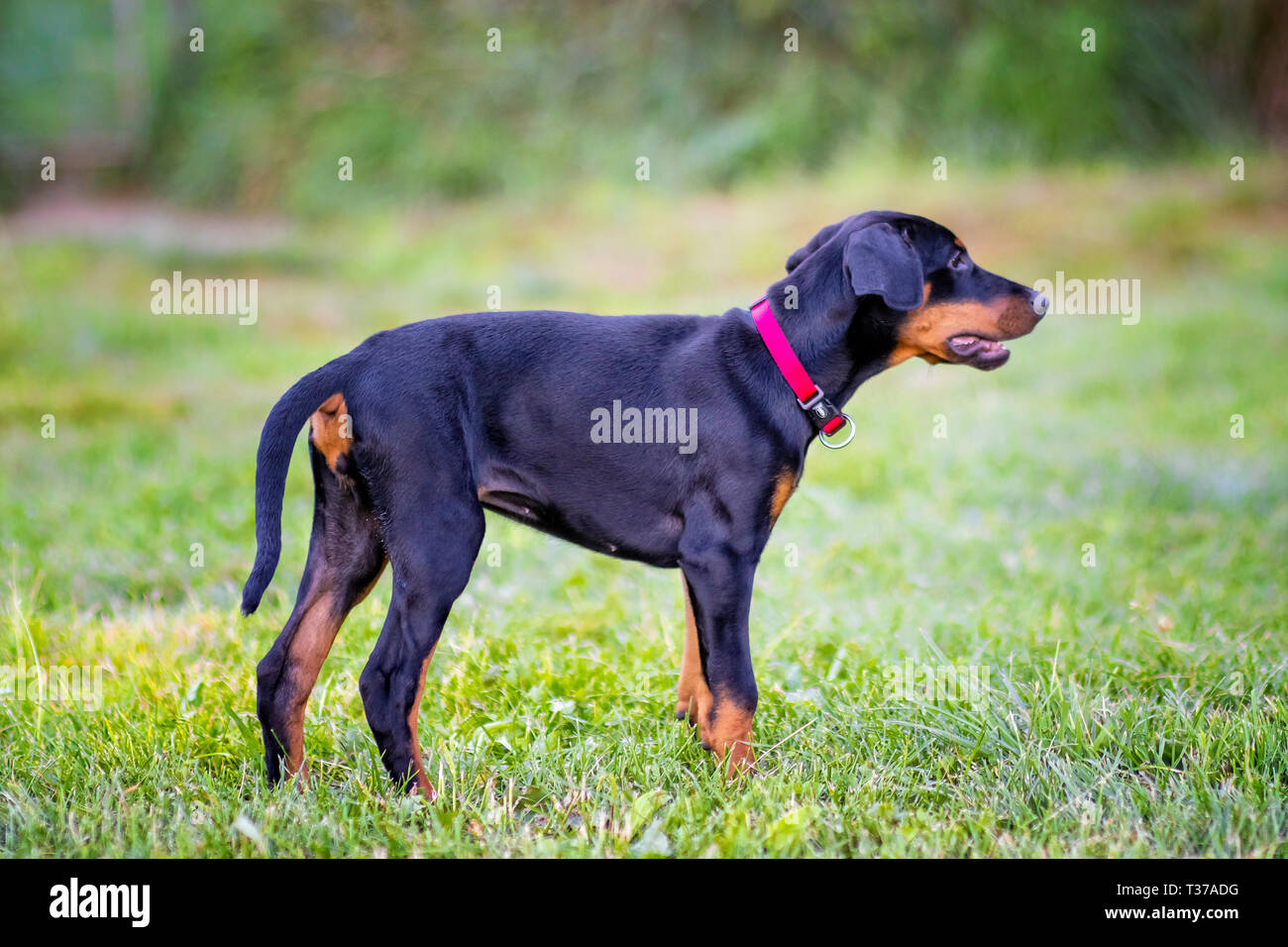 Chien Chiot Est Un Séjour Sur Le Jardin Verdoyant Cest Une