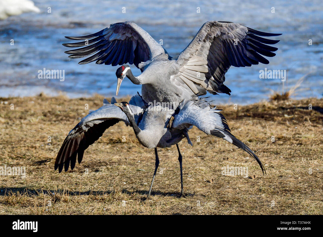 Les grues d'Eurasie Banque D'Images