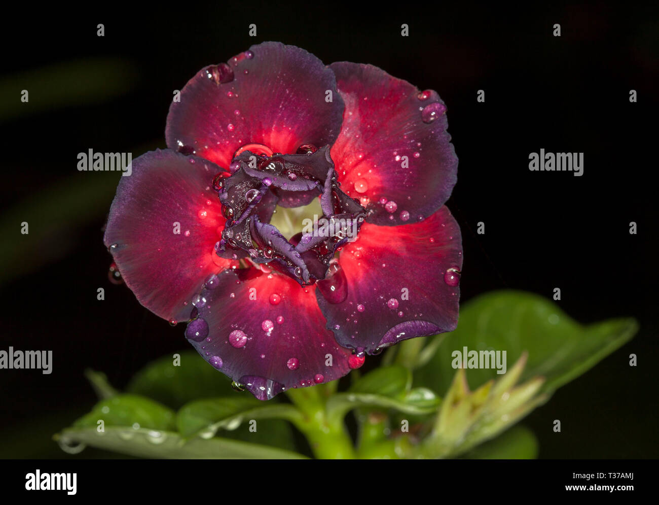 Superbe et insolite double fleur rouge foncé / noire d'Adenium obesum 'Black Dragon' avec des gouttes de pluie sur les pétales, African Desert Rose, sur fond sombre Banque D'Images