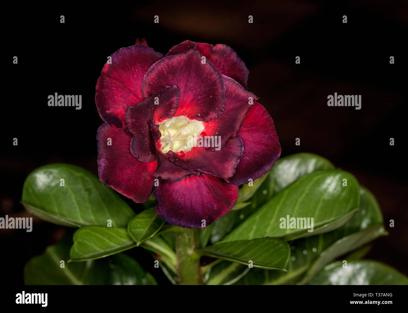 Superbe et insolite double rouge foncé / fleur noire et feuilles vertes d'Adenium obesum 'Black Dragon', African Desert Rose sur fond sombre Banque D'Images
