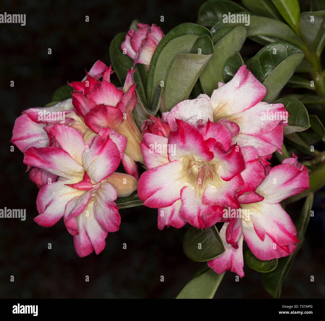 Grappe de fleurs roses et blanches doubles exceptionnelles et de feuilles vertes d'Adenium obesum, Rose du désert africain sur fond sombre Banque D'Images