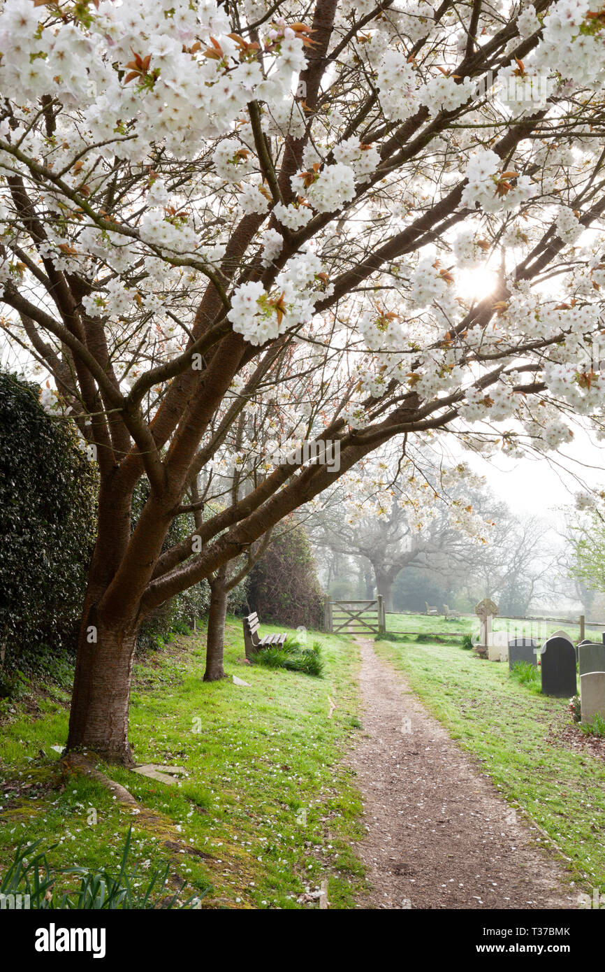 White blossom tree et le chemin d'thtrough dans morning mist, Burwash, East Sussex, Angleterre, Royaume-Uni, Europe Banque D'Images