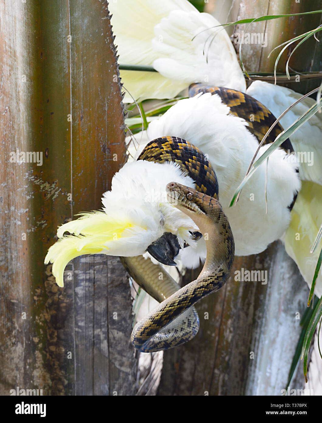 Scrub australien Python (Simalia Kinghorni) enroulé autour d'une teneur en soufre cacatoès soufré (Cacatua galerita), Queensland, Queensland, Australie Banque D'Images