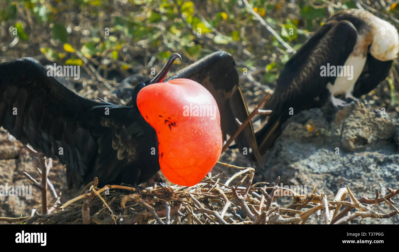 Gros plan d'une Frégate superbe mâle et femelle dans le galalagos islands Banque D'Images