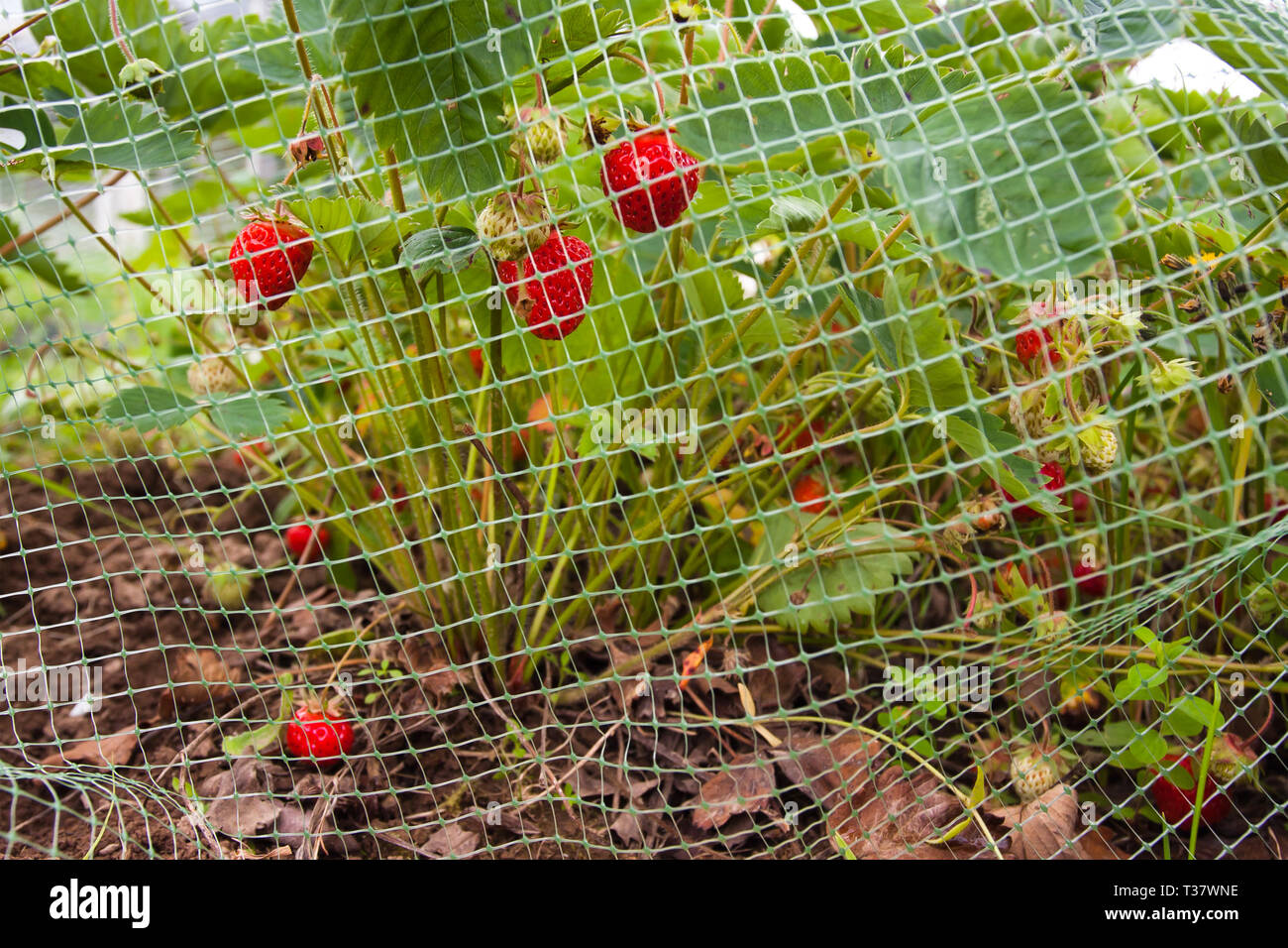 Protection de filet de fraise Banque de photographies et d'images à haute  résolution - Alamy