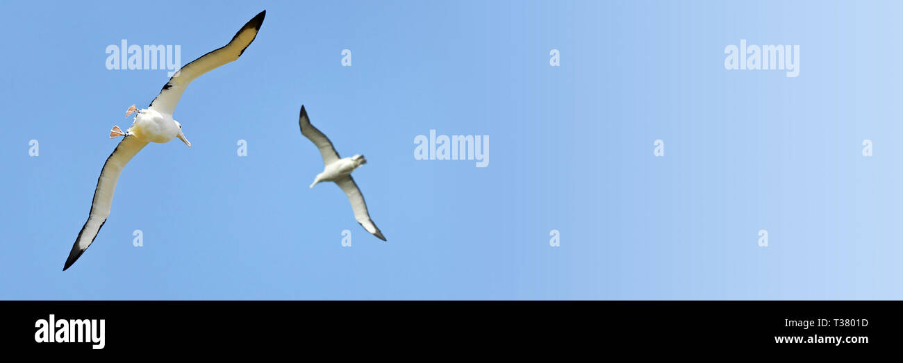 Couple d'albatros dans le ciel, la Nouvelle-Zélande, l'arrière-plan panoramique bleu Banque D'Images