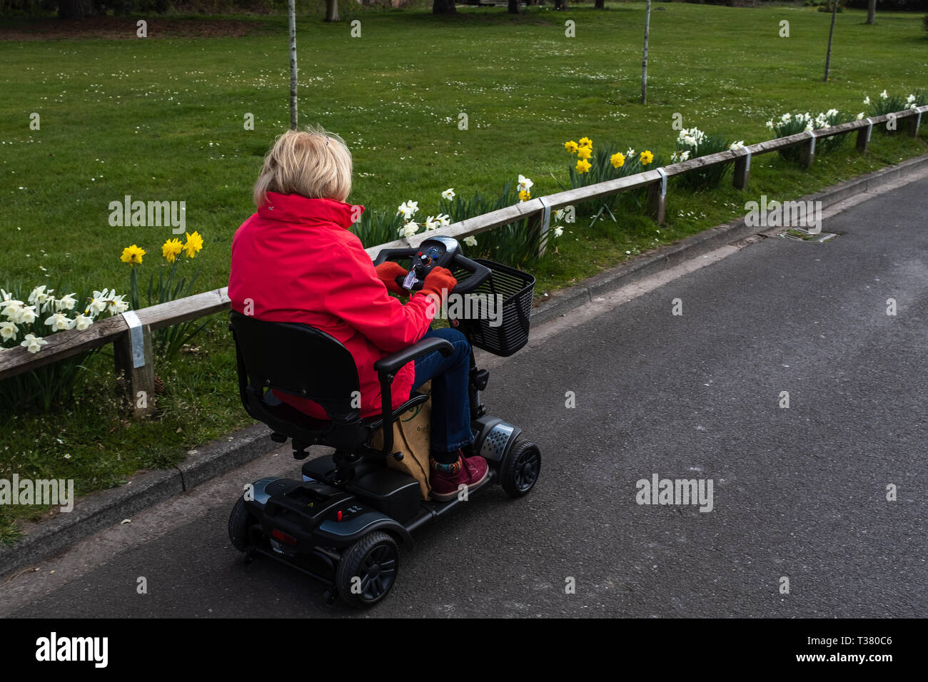 Une dame à la retraite dans un manteau rouge vivre la liberté d'un scooter de mobilité électrique dans une rue calme, avec le printemps les jonquilles en fleurs. Banque D'Images
